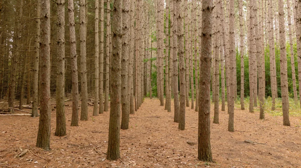 Protected forest