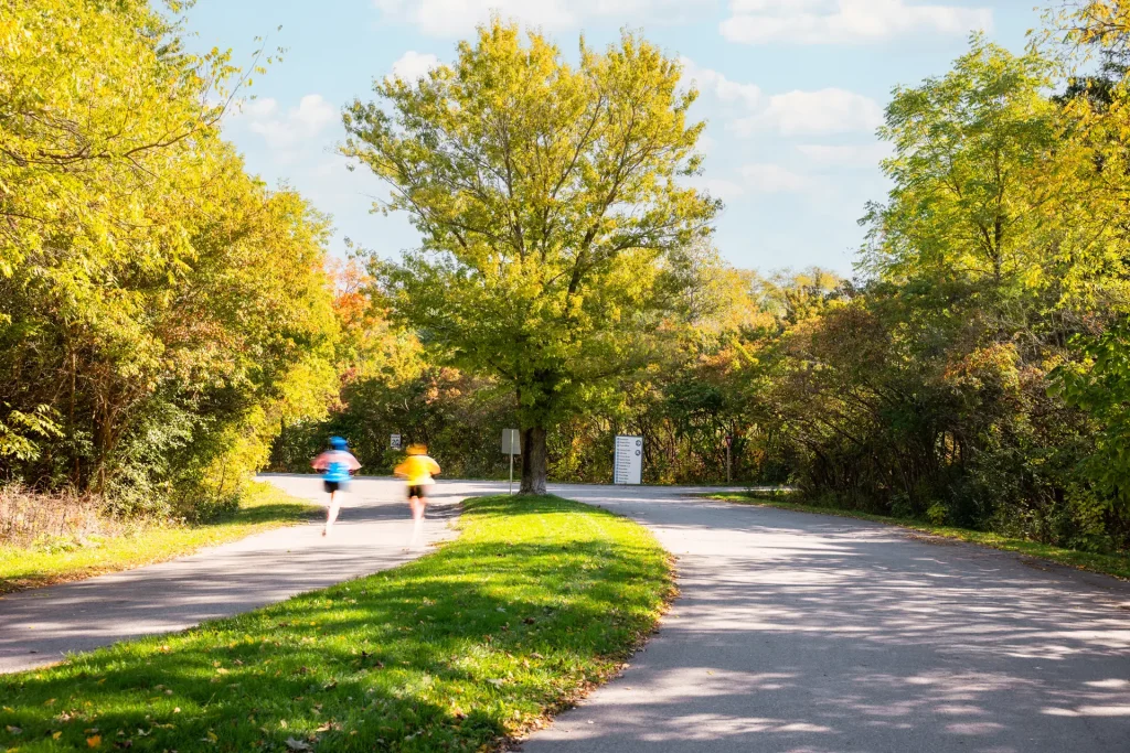 Tree-lined trails